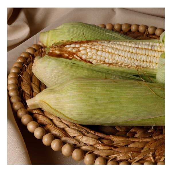 FYV. ELOTE BLANCO PZA.