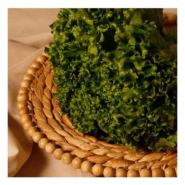 FYV. LECHUGA ITALIANA PZA.