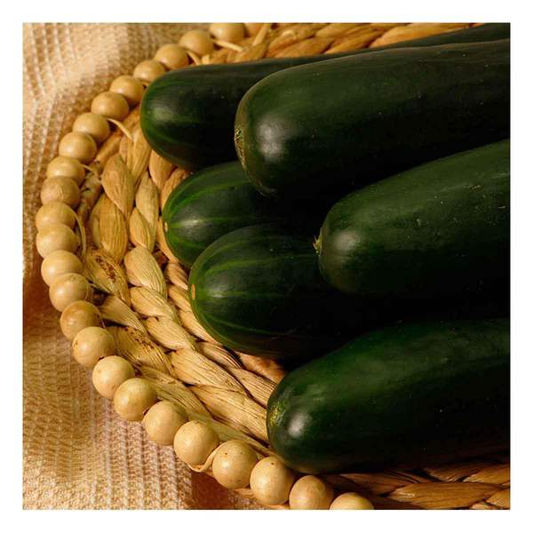 FYV. PEPINO KG.