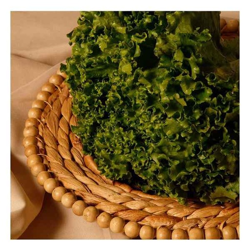 FYV. LECHUGA ITALIANA PZA.