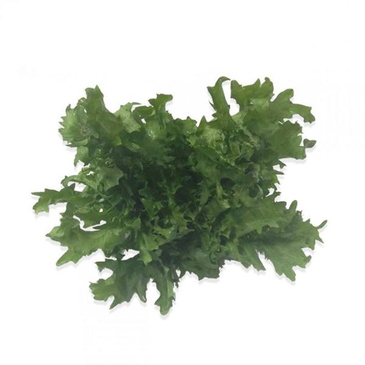 FYV. LECHUGA PZA.